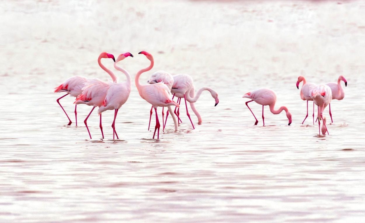 laguna-salicor-campo-criptana